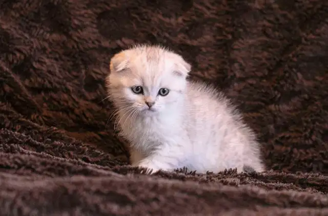Purebreed Scottish short-hair kittens - Photo 2