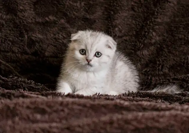 Purebreed Scottish short-hair kittens - Photo 3