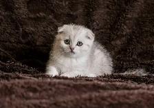 Purebreed Scottish short-hair kittens - Photo 3
