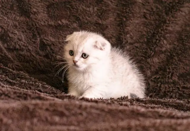 Purebreed Scottish short-hair kittens - Photo 4