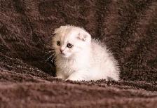 Purebreed Scottish short-hair kittens - Photo 4
