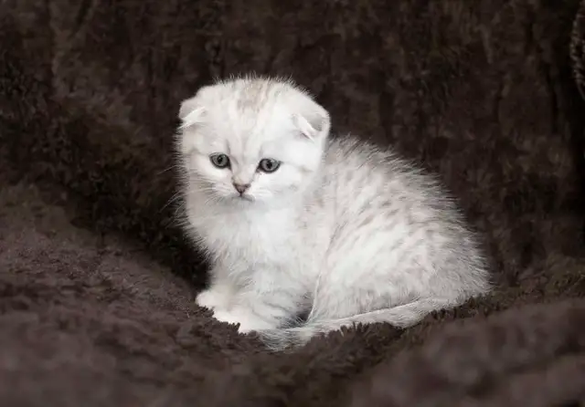 Purebreed Scottish short-hair kittens - Photo 5