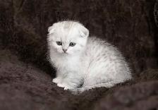 Purebreed Scottish short-hair kittens - Photo 5