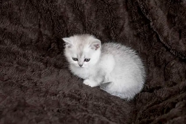 Purebreed Scottish short-hair kittens - Photo 6