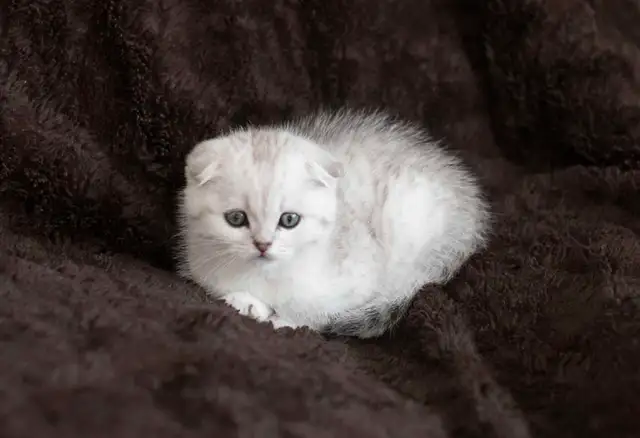 Purebreed Scottish short-hair kittens - Photo 7