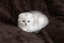 Purebreed Scottish short-hair kittens - Photo 7