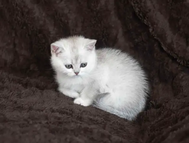 Purebreed Scottish short-hair kittens - Photo 8