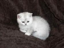 Purebreed Scottish short-hair kittens - Photo 8