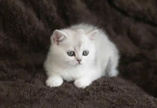 Purebreed Scottish short-hair kittens - Photo 9
