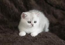 Purebreed Scottish short-hair kittens - Photo 9