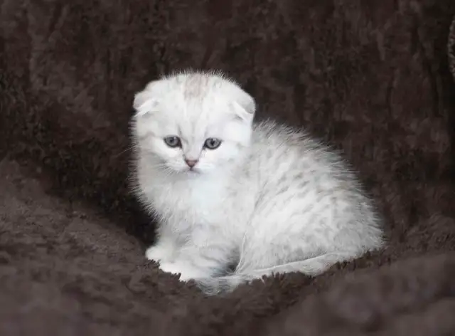 Purebreed Scottish short-hair kittens - Photo 10