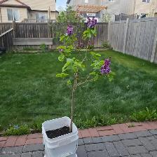 Lilac bush