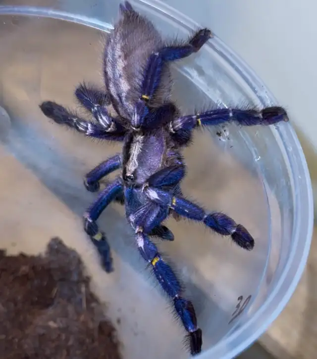 Gooty Sapphire Ornamental Tarantulas (Poecilotheria metallica)!