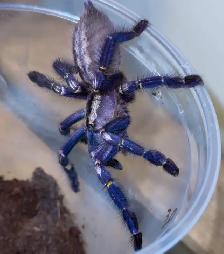 Gooty Sapphire Ornamental Tarantulas (Poecilotheria metallica)!