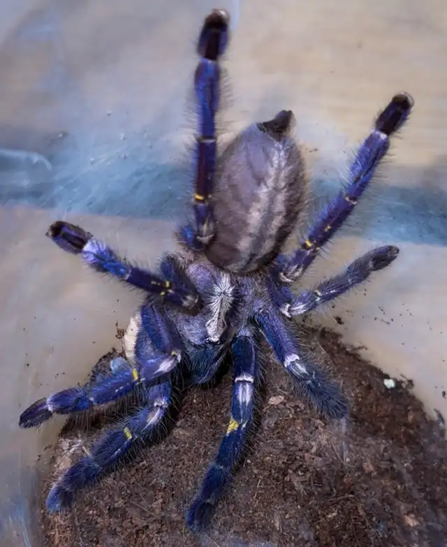 Gooty Sapphire Ornamental Tarantulas (Poecilotheria metallica)! - Photo 2