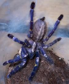 Gooty Sapphire Ornamental Tarantulas (Poecilotheria metallica)! - Photo 2