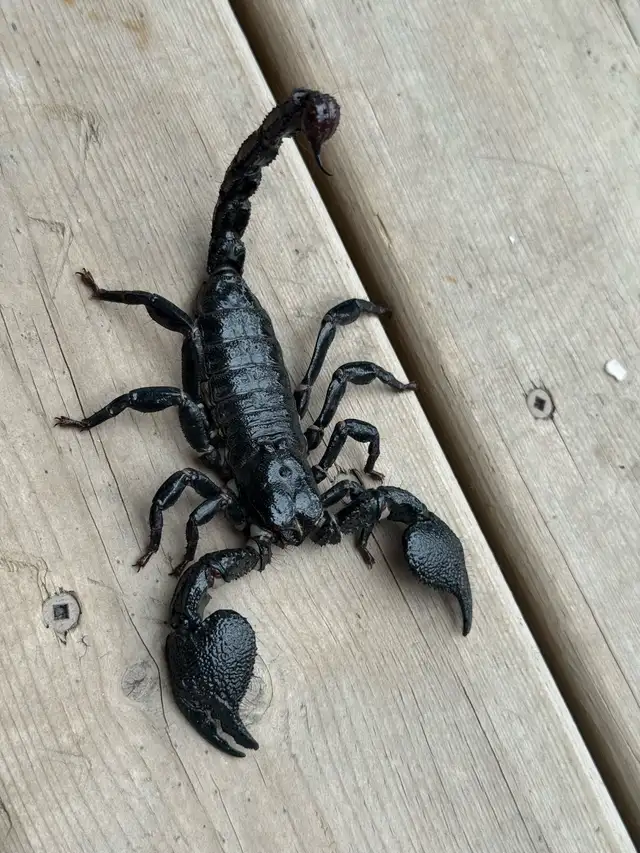 Dictator Scorpions (Pandinus dictator)!