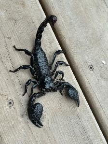 Dictator Scorpions (Pandinus dictator)!