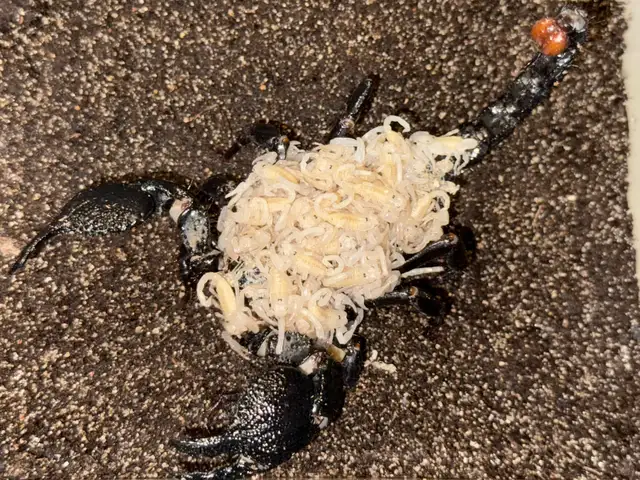 Dictator Scorpions (Pandinus dictator)! - Photo 2
