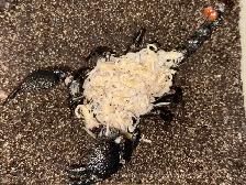 Dictator Scorpions (Pandinus dictator)! - Photo 2