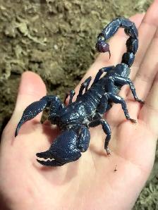 Dictator Scorpions (Pandinus dictator)! - Photo 3