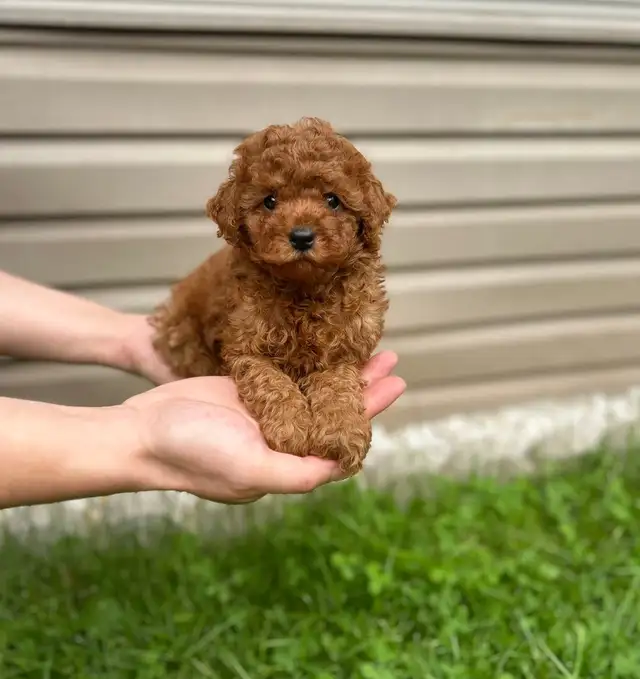 Red toy poodle puppies available