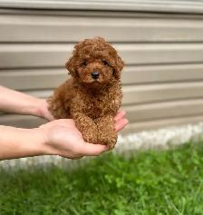 Red toy poodle puppies available