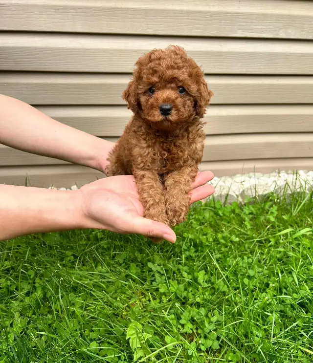 Red toy poodle puppies available - Photo 2