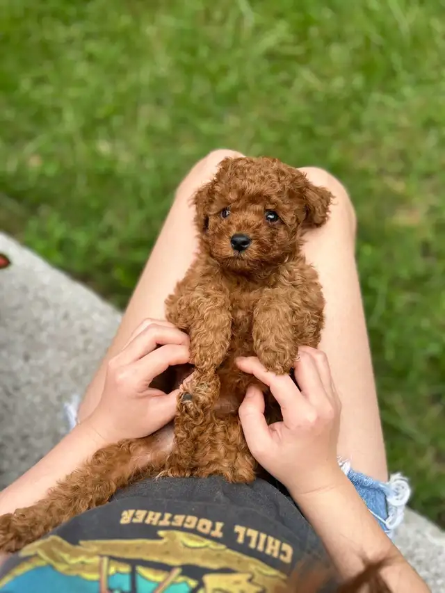Red toy poodle puppies available - Photo 3