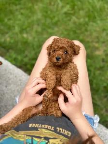 Red toy poodle puppies available - Photo 3