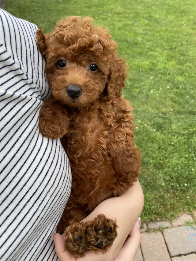 Red toy poodle puppies available - Photo 4