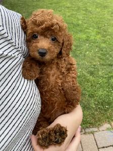 Red toy poodle puppies available - Photo 4
