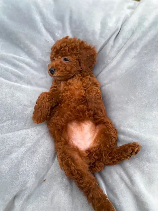 Red toy poodle puppies available - Photo 5