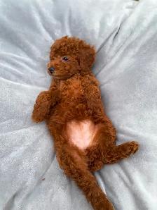Red toy poodle puppies available - Photo 5