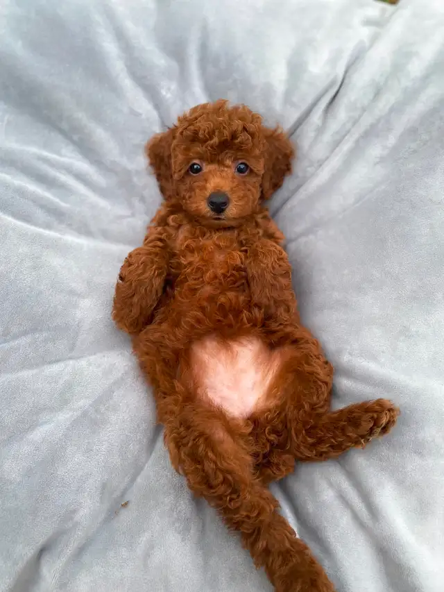 Red toy poodle puppies available - Photo 6