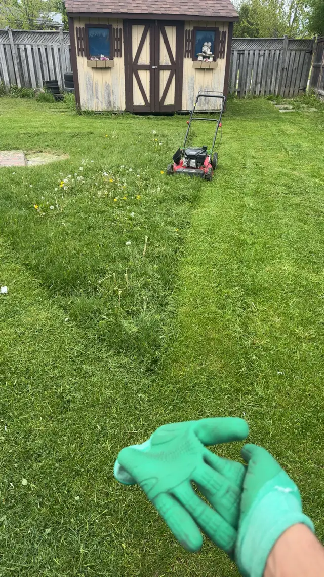 grass cutting