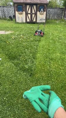 grass cutting