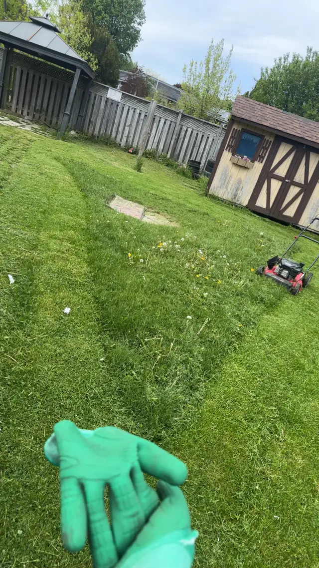 grass cutting - Photo 2