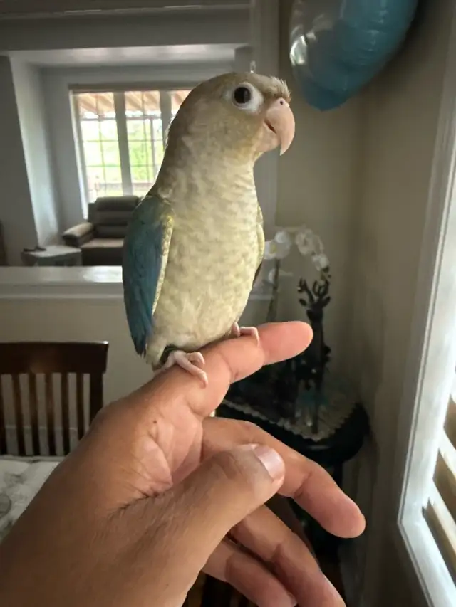 Tortoise conure