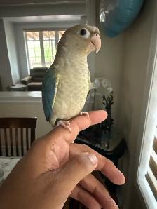 Tortoise conure