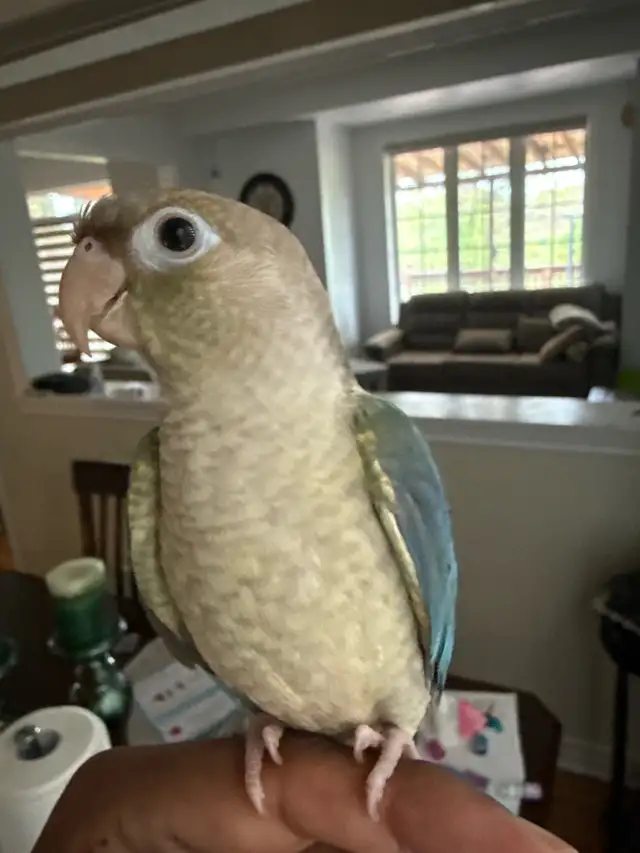 Tortoise conure - Photo 2