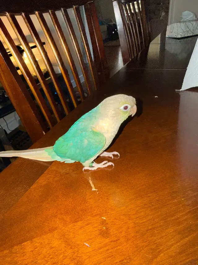 Tortoise conure - Photo 3