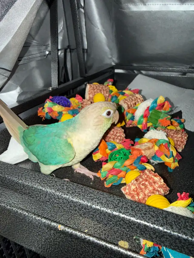 Tortoise conure - Photo 4