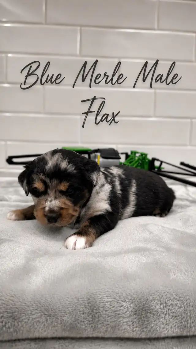 PUREBRED Mini Australian Shepherd Puppies AVAILABLE