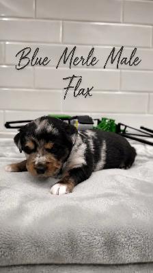 PUREBRED Mini Australian Shepherd Puppies AVAILABLE