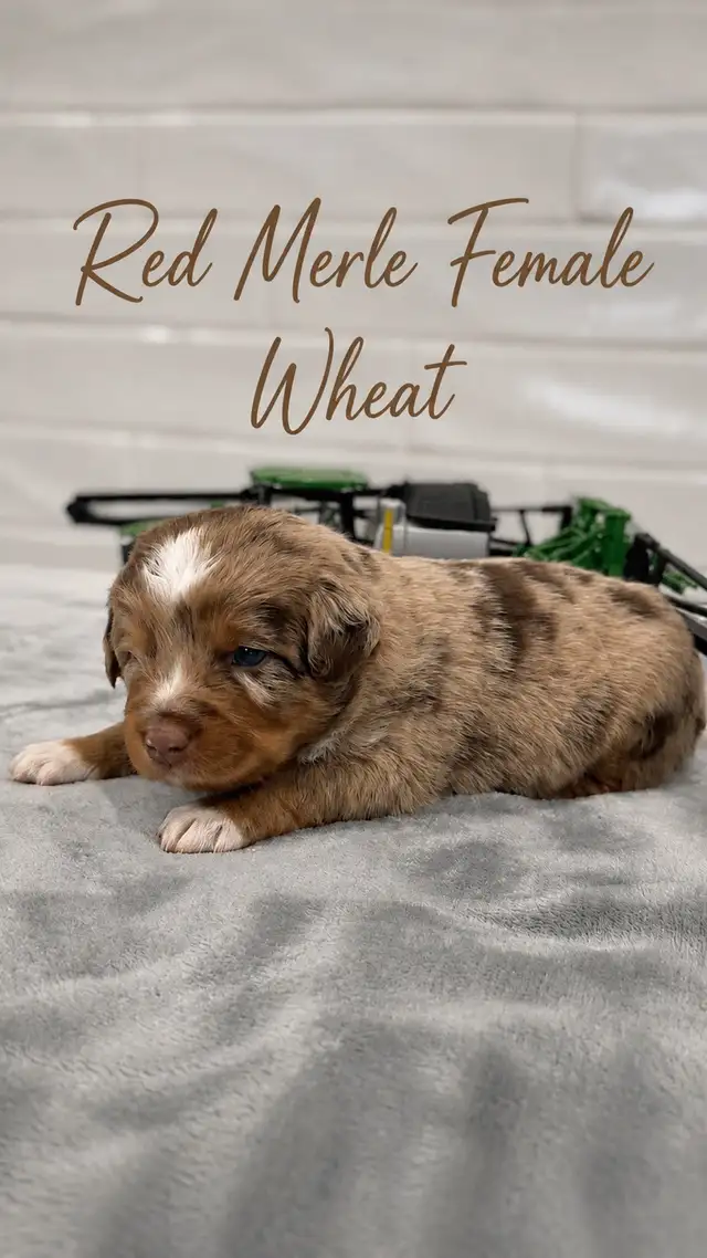 PUREBRED Mini Australian Shepherd Puppies AVAILABLE - Photo 2