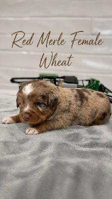PUREBRED Mini Australian Shepherd Puppies AVAILABLE - Photo 2