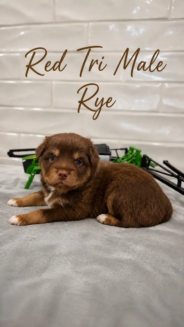 PUREBRED Mini Australian Shepherd Puppies AVAILABLE - Photo 3