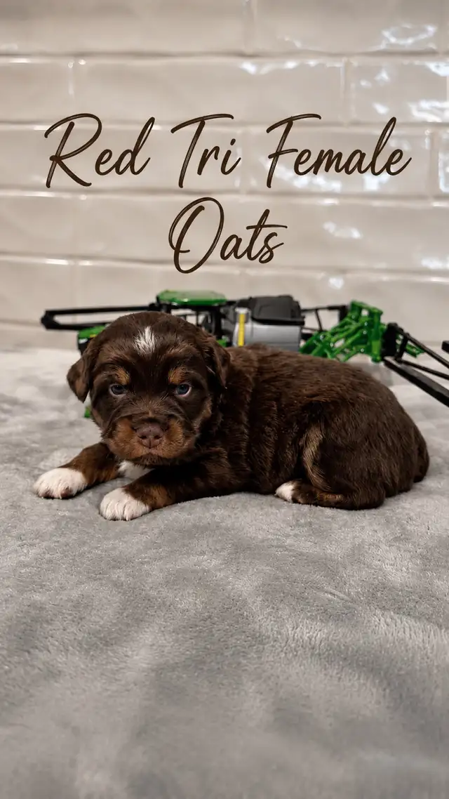 PUREBRED Mini Australian Shepherd Puppies AVAILABLE - Photo 4