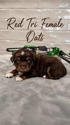 PUREBRED Mini Australian Shepherd Puppies AVAILABLE - Photo 4